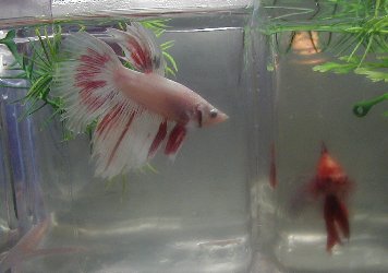 Opaque Male DT Betta W/ Redwash