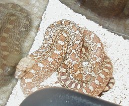 Gopher Snake