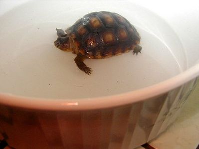 Desert Tortoise Hydrating