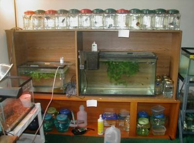 The Joys Of Betta Breeding