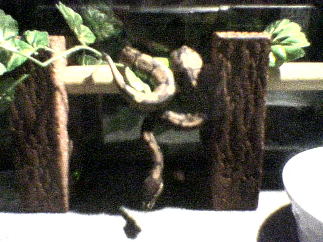 Ball python 1½ ft. long