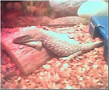 Kane at about 11 inches
