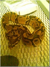 Jumangi the Snake