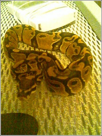 Jumangi the Snake
