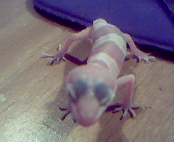 Peatree the world smallest leopard gecko.