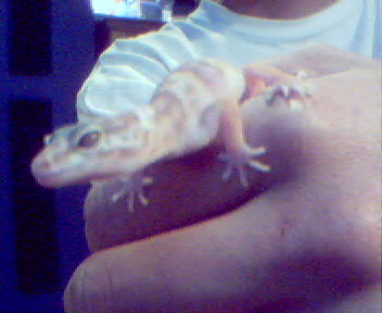 Little Foot
