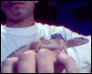 tremper,bell,albino or what ?