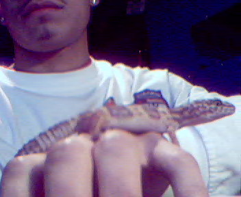 tremper,bell,albino or what ?