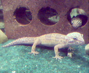 Yoshi n Laly