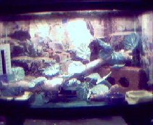 Leopard gecko cage 10 g