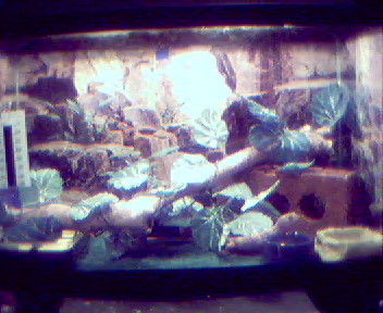 Leopard gecko cage 10 g