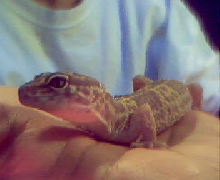 Yoshi the Gecko