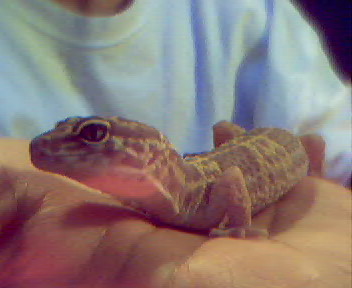 Yoshi the Gecko