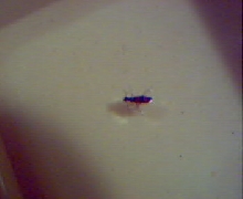 Unknown bug