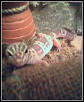 Gecko not geico