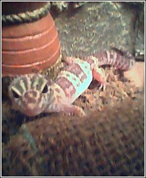 Gecko not geico