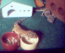 Tigga waitin for feed time.