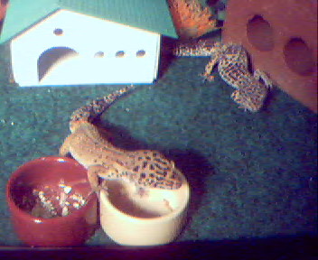 Tigga waitin for feed time.