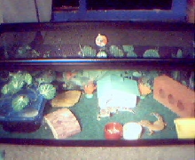 20 gal. holds two adult leos