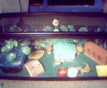 20 gal. holds two adult leos