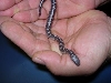 2006 kenyan sand boas