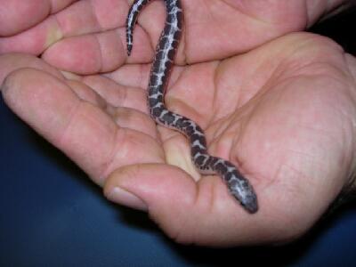 2006 kenyan sand boas