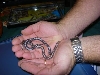 2006 kenyan sand boas