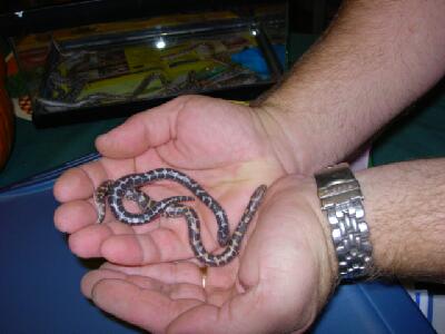 2006 kenyan sand boas