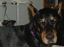 Duke my dobe.. and Minnie my min pin