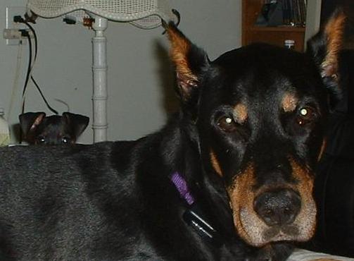 Duke my dobe.. and Minnie my min pin