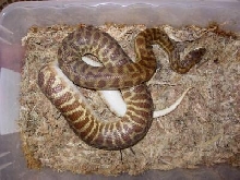 gravid stomsoni 2005