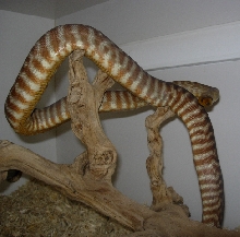 Woma