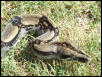 BCL Pair