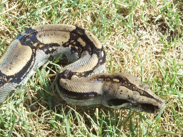 BCL Pair