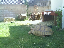 15 year old sulcata
