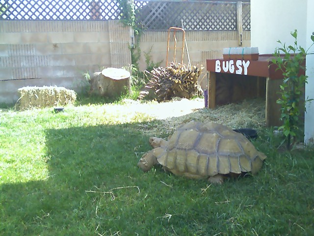 15 year old sulcata