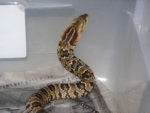 08 False water cobra