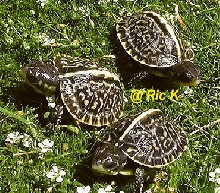 3 different direct bauri