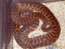 stimsons pythons