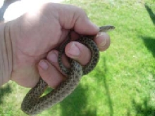 hemet gopher