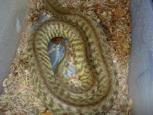 gravid woma