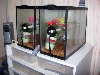 chondro cages