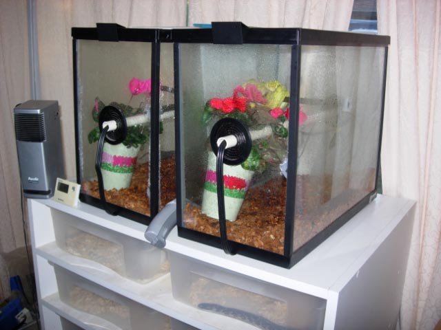 chondro cages
