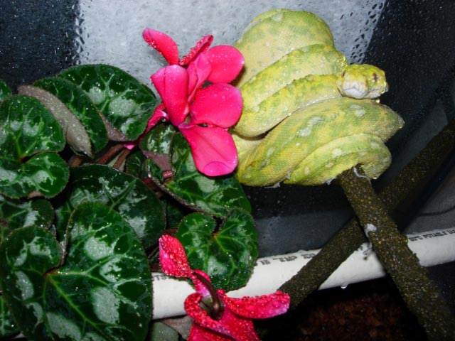 male biak x aru