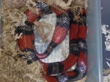 honduran laying first egg