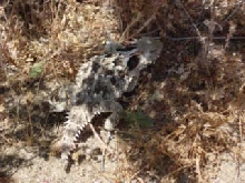 Horny toad