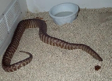 woma male