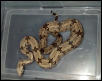 male amarali