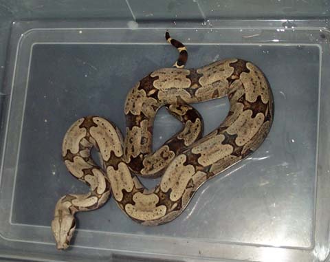 male amarali