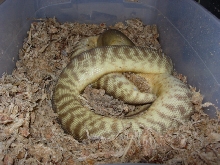 12 days after pre lay shed